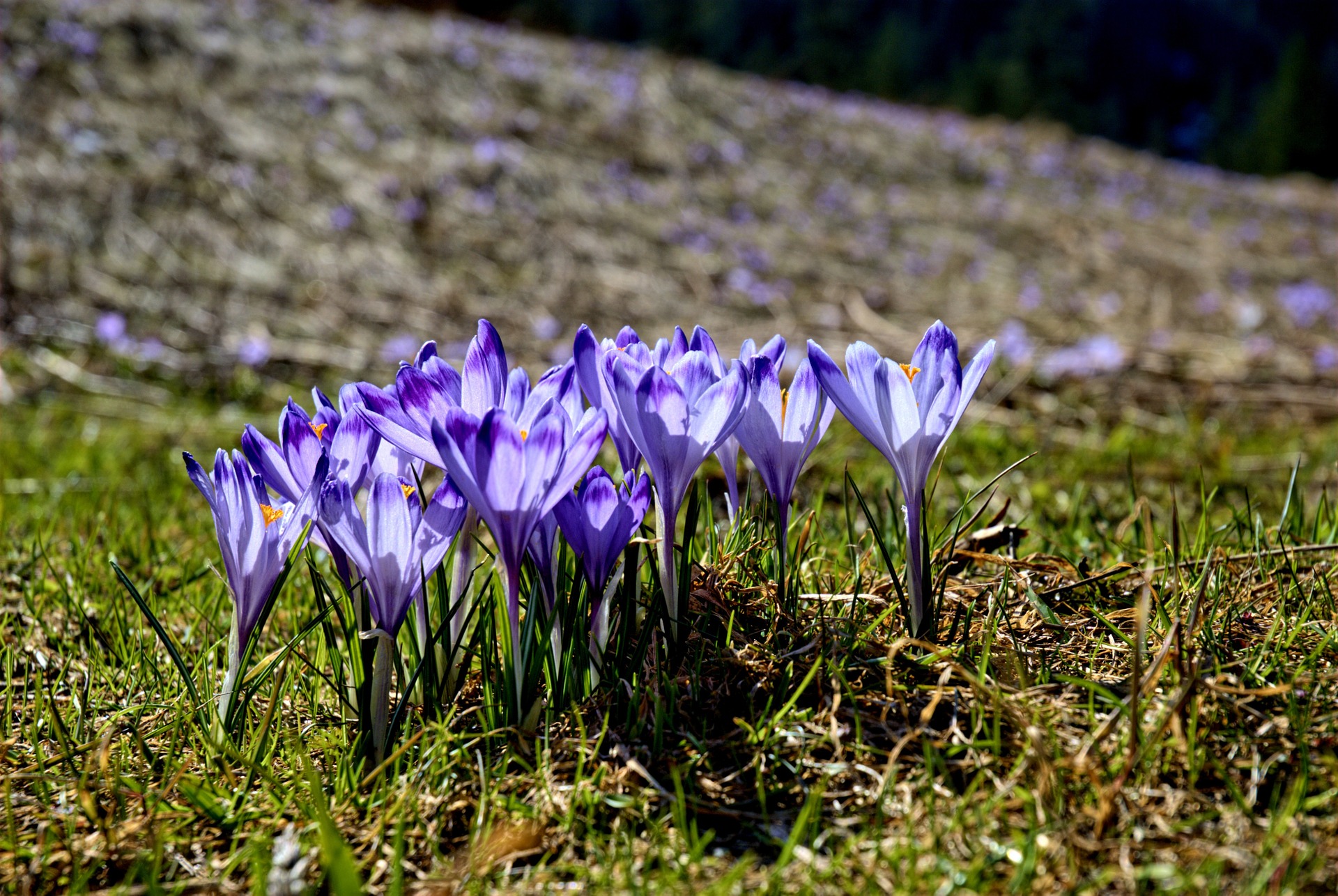 apartamenty zakopane
