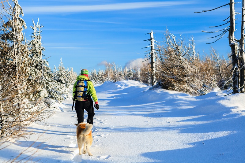 zakopane z psem