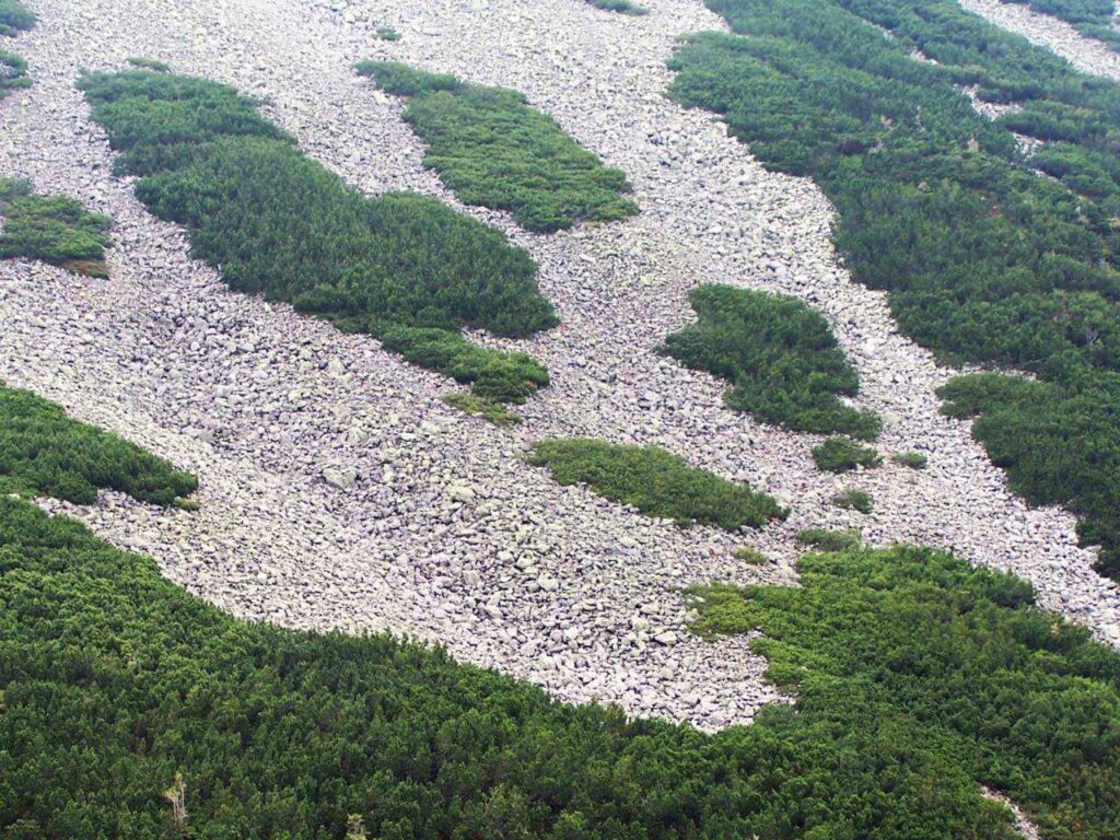 kosodrzewina zarastająca grań tatr zachodnich