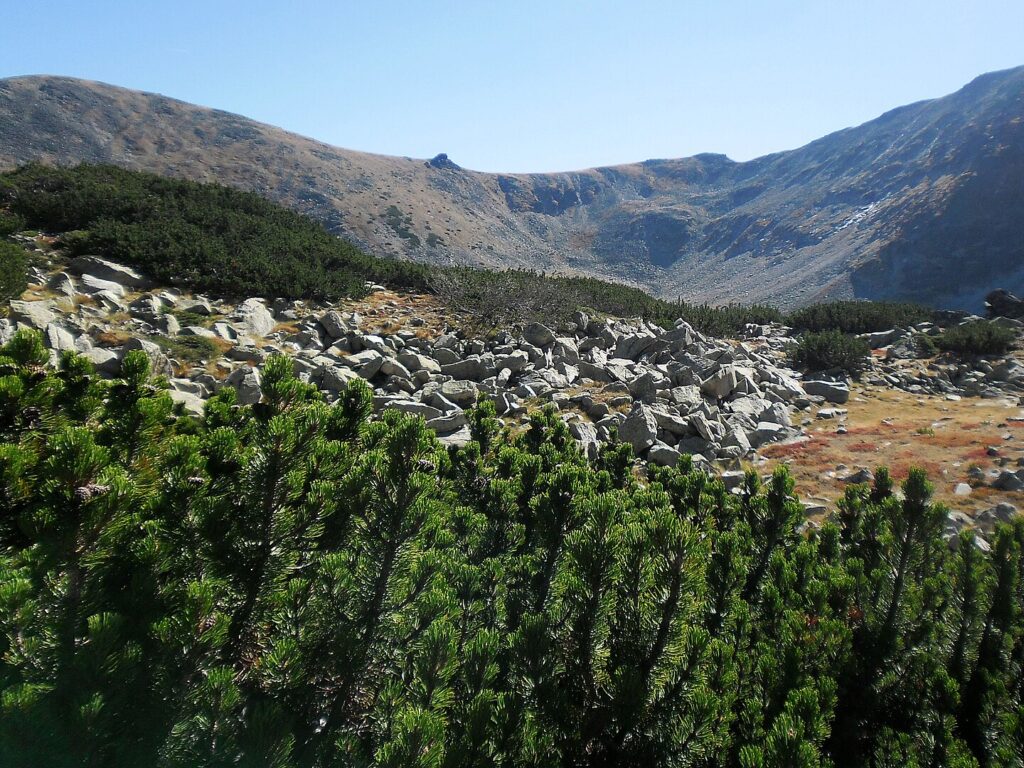 kosodrzewina w tatrach