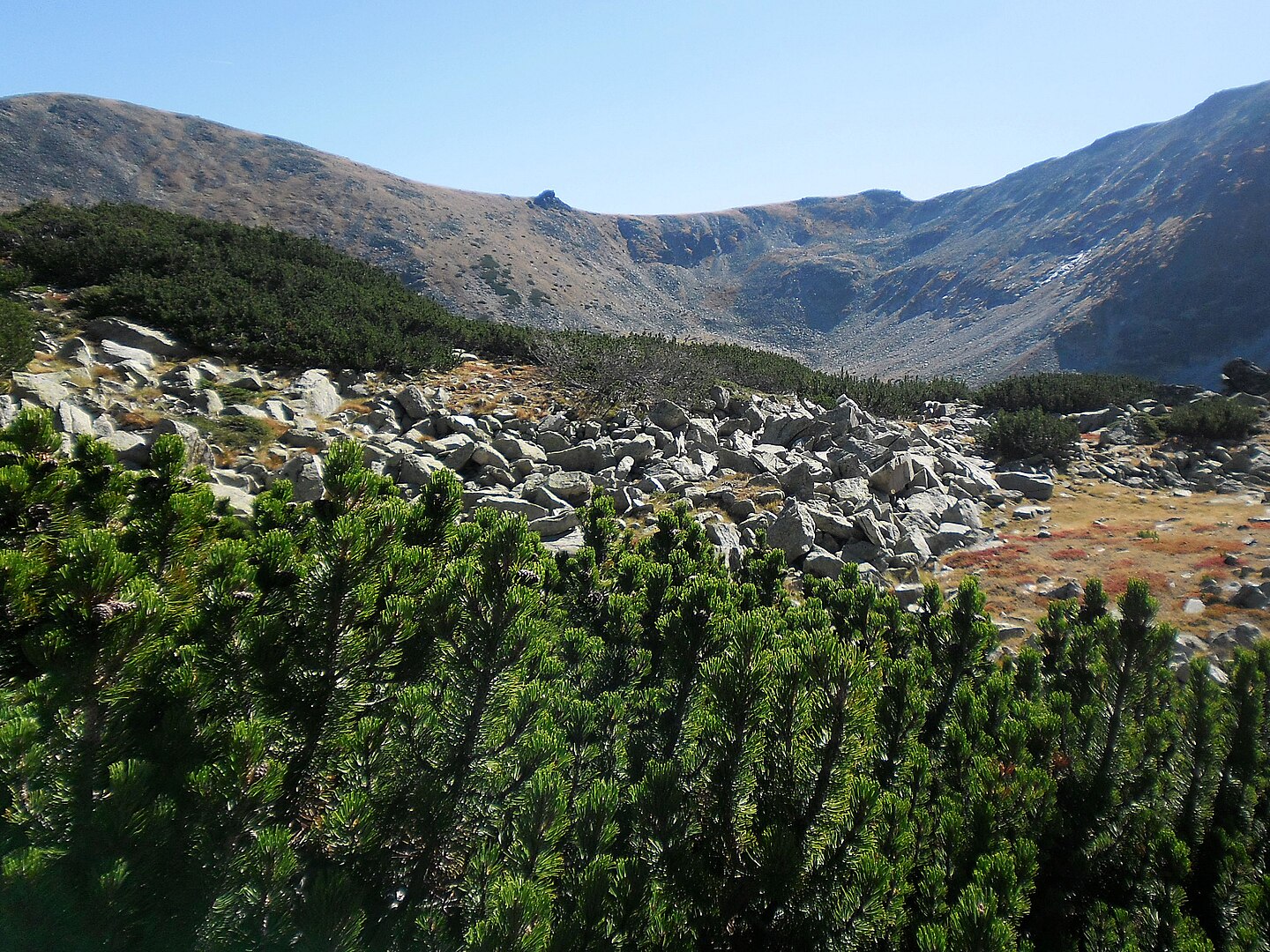 pokrój kosodrzewiny kosodrzewina w tatrach